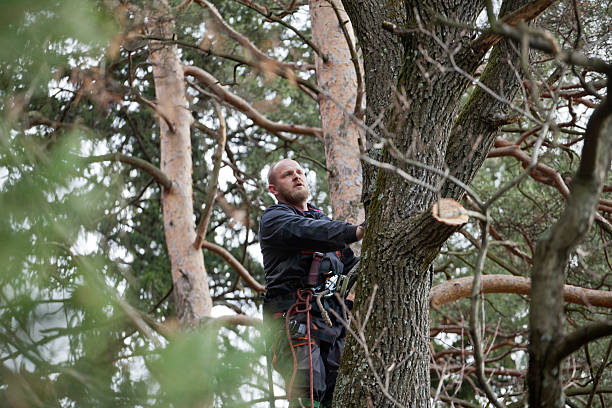 Best Tree Removal  in USA